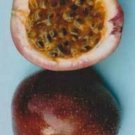 10 seeds, Passiflora Sweetheart #ggvm5