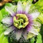 10 seeds, Passiflora Sweetheart #ggvm5