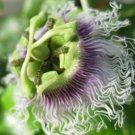10 seeds, Passiflora Purple Giant #ggvm5