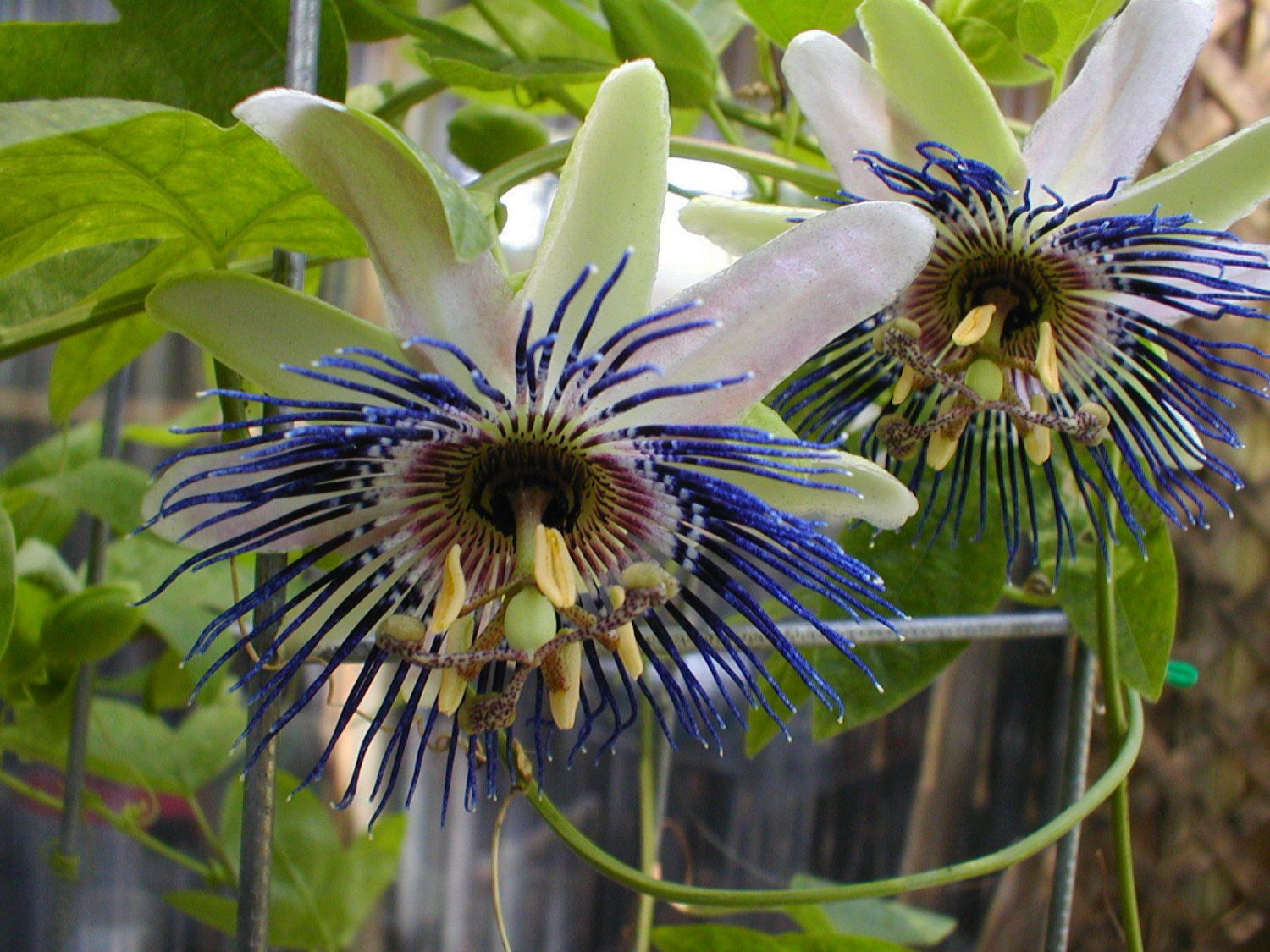 10 seeds, Passiflora Bryoniodes Cupped Passion Flower #ggvm5