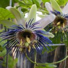 10 seeds, Passiflora Bryoniodes Cupped Passion Flower #ggvm5