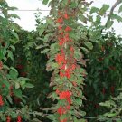 10 seeds - Schisandra chinensis Magnolia Vine #ggvm5