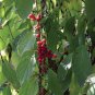 10 seeds - Schisandra chinensis Magnolia Vine #ggvm5