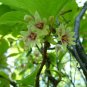 10 seeds - Schisandra chinensis Magnolia Vine #ggvm5
