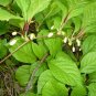 10 seeds - Schisandra chinensis Magnolia Vine #ggvm5