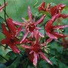 8 seeds - Passiflora Aurantia ssp Aurantia #ggvm5