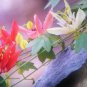 8 seeds - Passiflora Aurantia ssp Aurantia #ggvm5