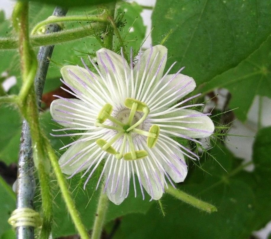 10 seeds - Passiflora foetida var. alba #ggvm5