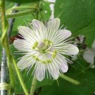10 seeds - Passiflora foetida var. alba #ggvm5