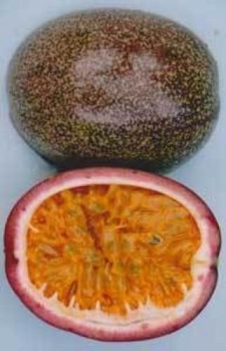 10 seeds - Passiflora Don's Choice #ggvm5