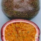 10 seeds - Passiflora Don's Choice #ggvm5