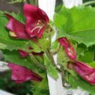 10 seeds - Asarina wislizensis Red Dragon Plant #ggvm5