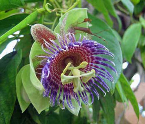 10 seeds - Passiflora maliformis Wild Purple Passion Fruit #ggvm5