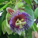 10 seeds - Passiflora maliformis Wild Purple Passion Fruit #ggvm5