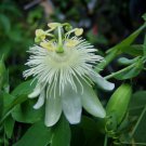 10 seeds - Passiflora subpeltata Pure White #ggvm5