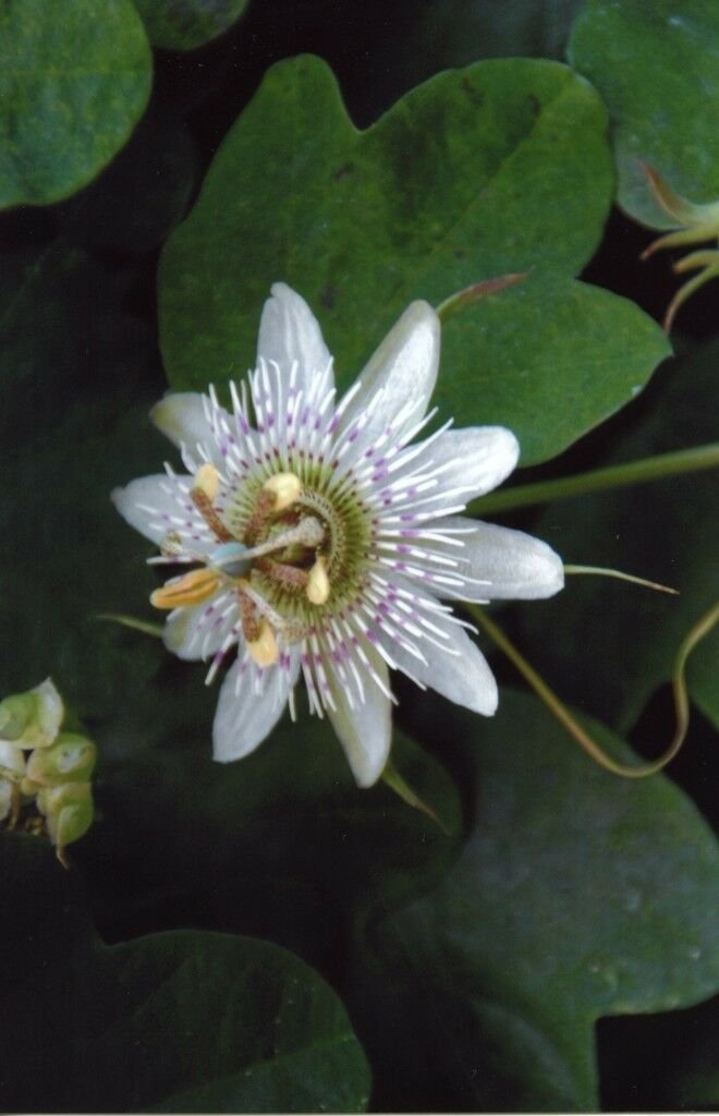 10 seeds - Passiflora gilbertii #ggvm5