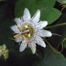 10 seeds - Passiflora gilbertii #ggvm5