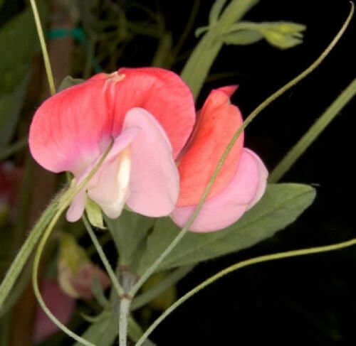 10 seeds - Lathyrus Painted Lady Plant #ggvm5
