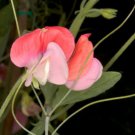 10 seeds - Lathyrus Painted Lady Plant #ggvm5