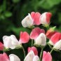 10 seeds - Lathyrus Painted Lady Plant #ggvm5