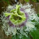 10 seeds - Passiflora Purple Granadilla Plant #ggvm5