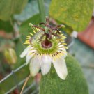 10 seeds - Passiflora cuneata Plant #ggvm5
