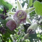 5 seeds - Passiflora tiliifolia sexflora | Goatsfoot | Plant #ggvm5