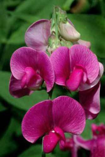 10 seeds - Lathyrus eucosmos Purple Pea Vine Plant #ggvm5