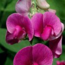 10 seeds - Lathyrus eucosmos Purple Pea Vine Plant #ggvm5
