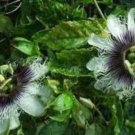 10 seeds - Passiflora Purple Possum Plant #ggvm5