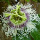 10 seeds - Passiflora Panama Gold Plant #ggvm5