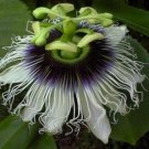 8 seeds - Passiflora Black Beauty Plant #ggvm5