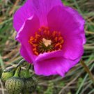 10 seeds - Calandrinia grandiflora Rock Purslane Plant #ggvm5