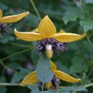 10 seeds - Clematis tangutica Helios Plant #ggvm5