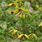 10 seeds - Clematis tangutica Helios Plant #ggvm5