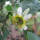 8 seeds - Passiflora brighami Rare Plant #ggvm5