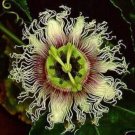 10 seeds - Passiflora flavicarpa Lilikoi Plant #ggvm5