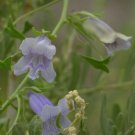 10 seeds - Maurandya wislizenii Giant Snapdragon vine Plant #ggvm5