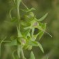 10 seeds - Maurandya wislizenii Giant Snapdragon vine Plant #ggvm5