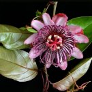 7 seeds - Passiflora ambigua jujito Plant #ggvm5