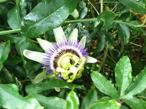 10 seeds - Passiflora caerulea Blue Crown Plant #ggvm5