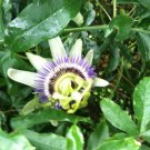 10 seeds - Passiflora caerulea Blue Crown Plant #ggvm5