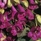 10 seeds - Asarina purpusii Victoria Falls Plant #ggvm5