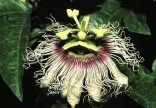10 seeds - Passiflora Long Gold Big Fruit Plant #ggvm5