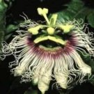 10 seeds - Passiflora Long Gold Big Fruit Plant #ggvm5
