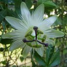 6 Seeds - Passiflora Charlotte Corday Plant #ggvm5