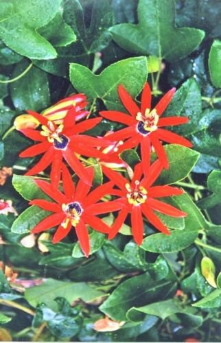 6 Seeds - Passiflora mathewsii cv. Red Star Plant #ggvm5