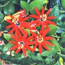 6 Seeds - Passiflora mathewsii cv. Red Star Plant #ggvm5
