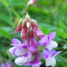10 seeds - Lathyrus venosus Veiny Pea Plant #ggvm5