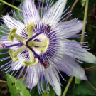10 seeds - Passiflora amethyetina Junea Santa Maria Plant #ggvm5